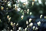 多彩花卉6