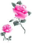玫瑰花