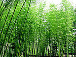 竹林