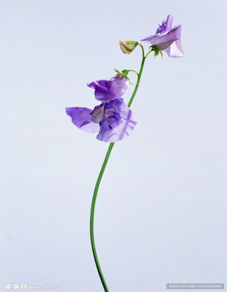花之写真