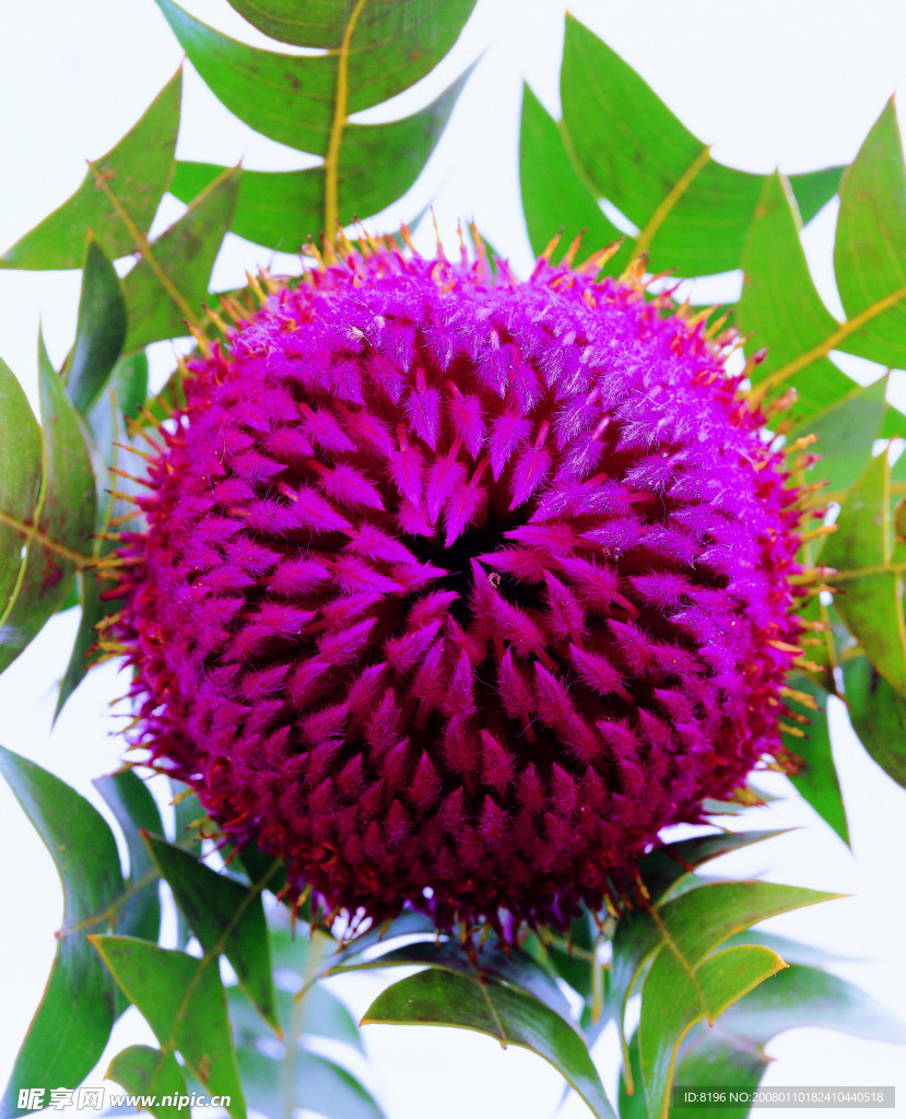 花之写真
