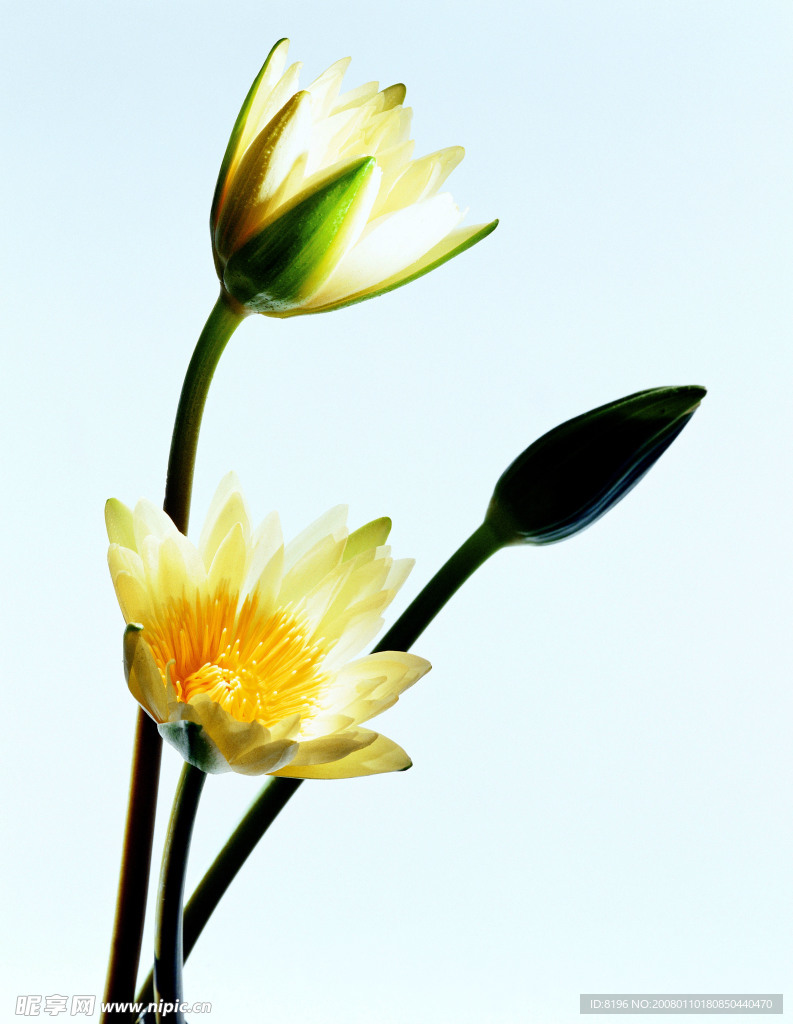 花之写真
