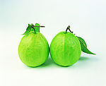 四季蔬菜