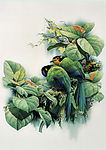 小息(长尾阔嘴雀)