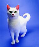 可爱猫