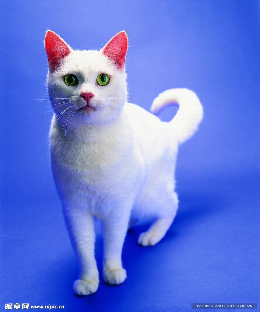 可爱猫