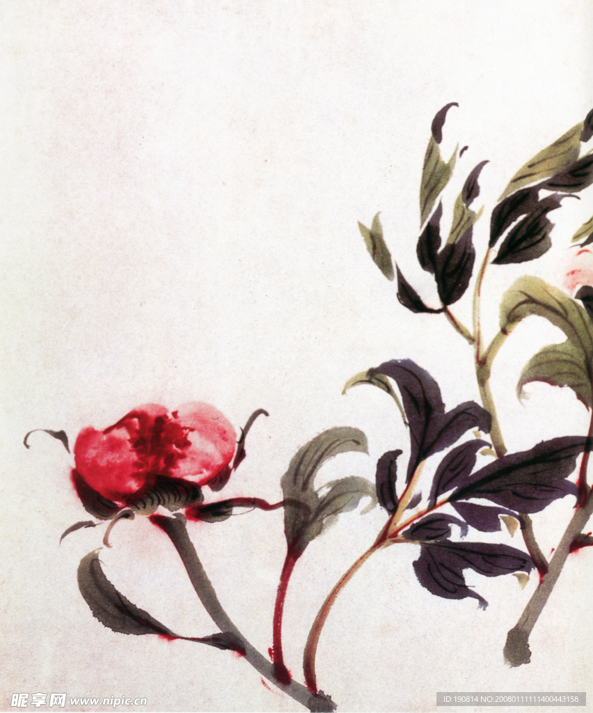 花果图A