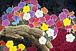 山花烂漫