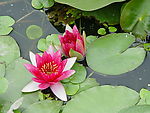 荷花1