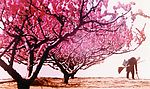 老人和樱花