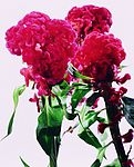 花之写真