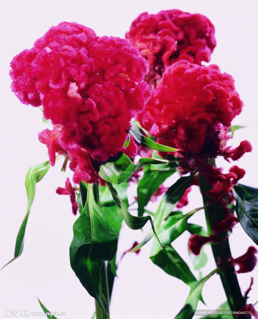 花之写真