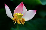 荷花8