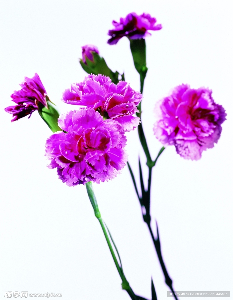 漂亮的花朵