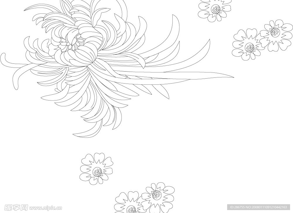 菊花