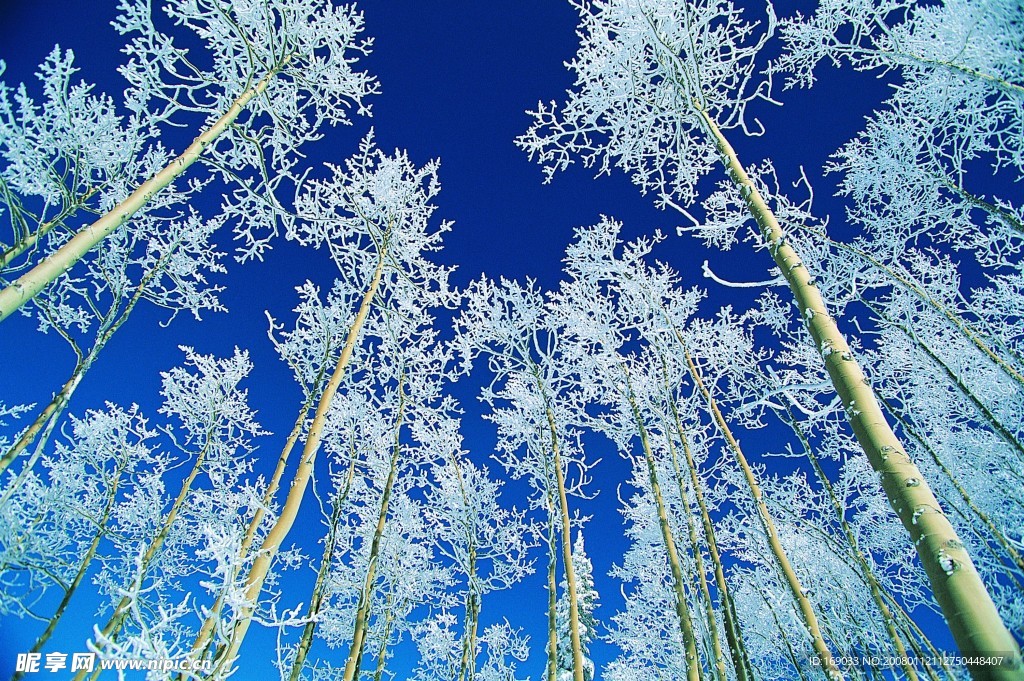 雪景
