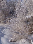 新疆奇台雪景