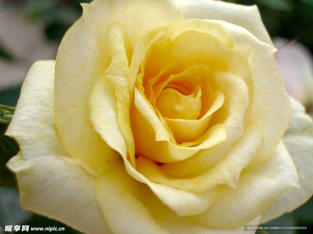 10种黄色玫瑰品种，每一种都是最明媚灿烂的颜色！ - 知乎