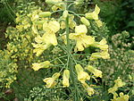 油菜花