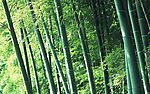 翠绿 竹子 风景