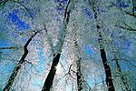 冬天雪景