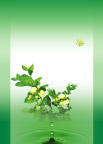 茉莉花茶