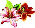 韩国花纹III·植物 flower（44幅）
