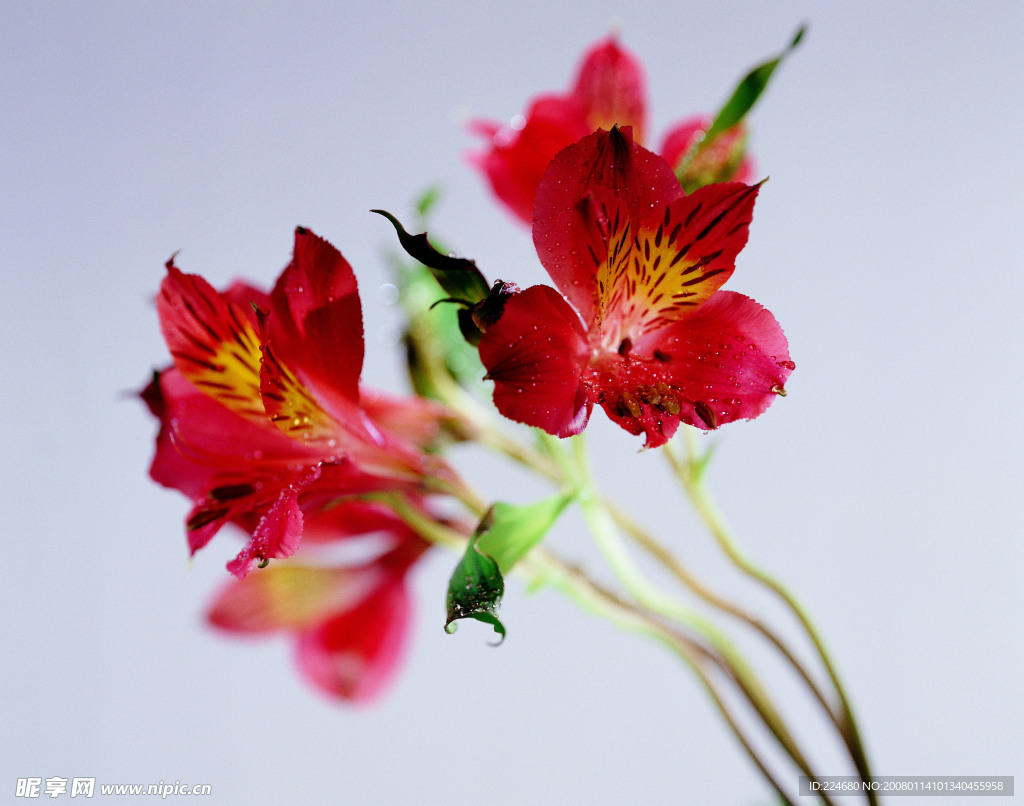 鲜花