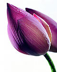 鲜花