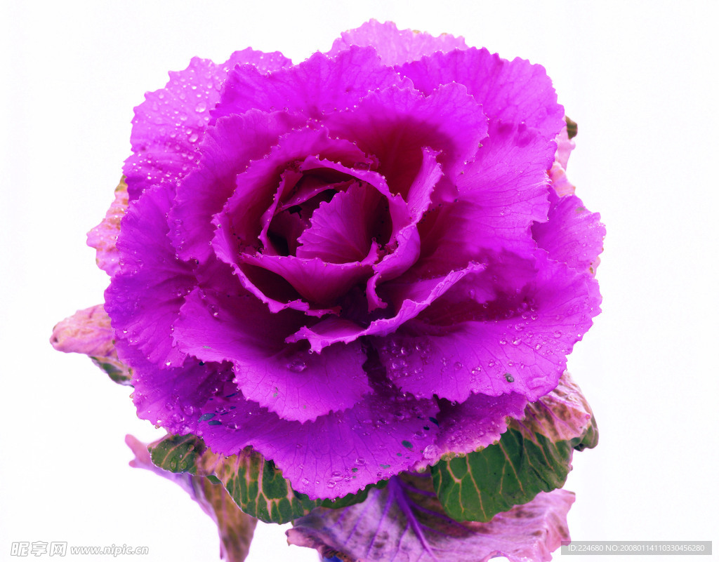 鲜花