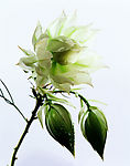 鲜花