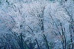 冬天雪景