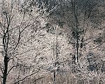 冬天雪景