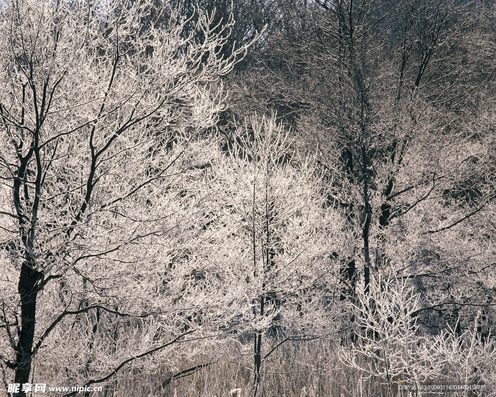 冬天雪景