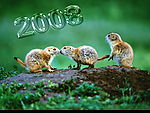 2008松鼠