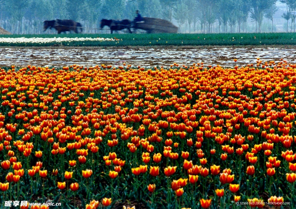 花海