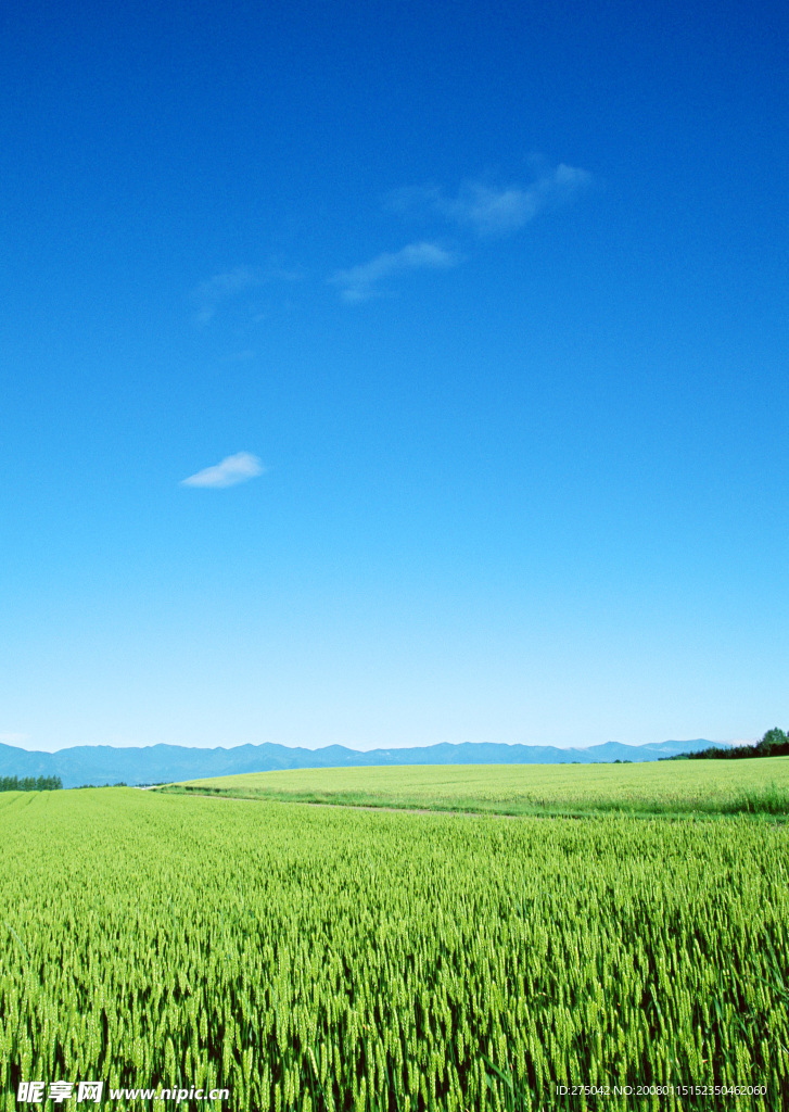 风景