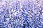 冬天雪景