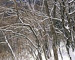 冬天雪景