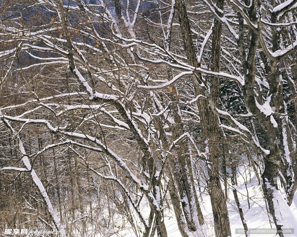 冬天雪景