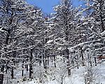 冬天雪景