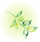 韩国花朵矢量
