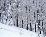 冬天雪景