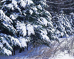 冬天雪景