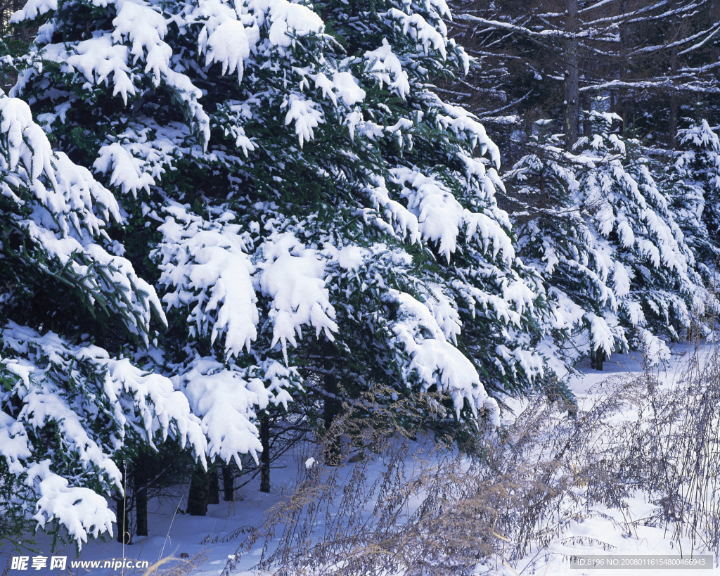冬天雪景