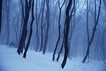 冬天雪景