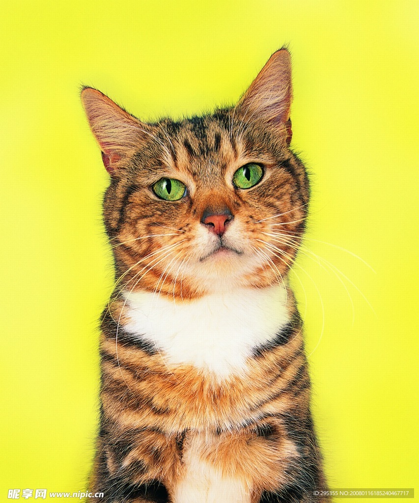 可爱的猫
