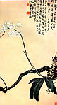 铁锚兰