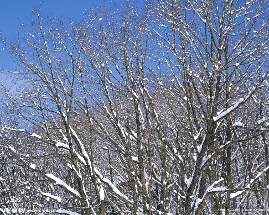 冬天风景