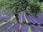 花草风景
